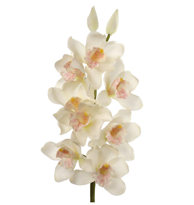 30&quot; Cymbidium Orchid Stem White