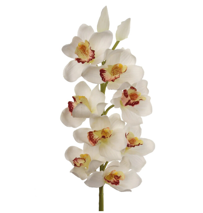30&quot; Cymbidium Orchid Stem Cream