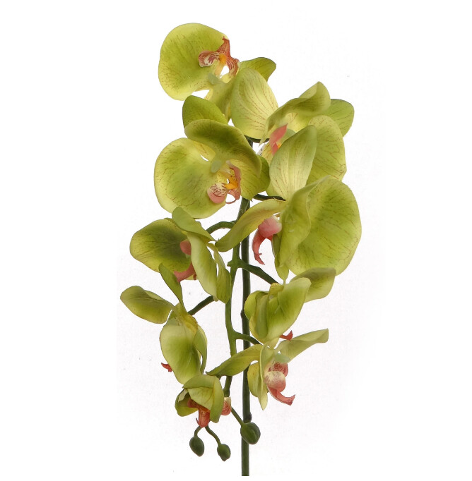 34&quot; Phalaenopsis Stem Green