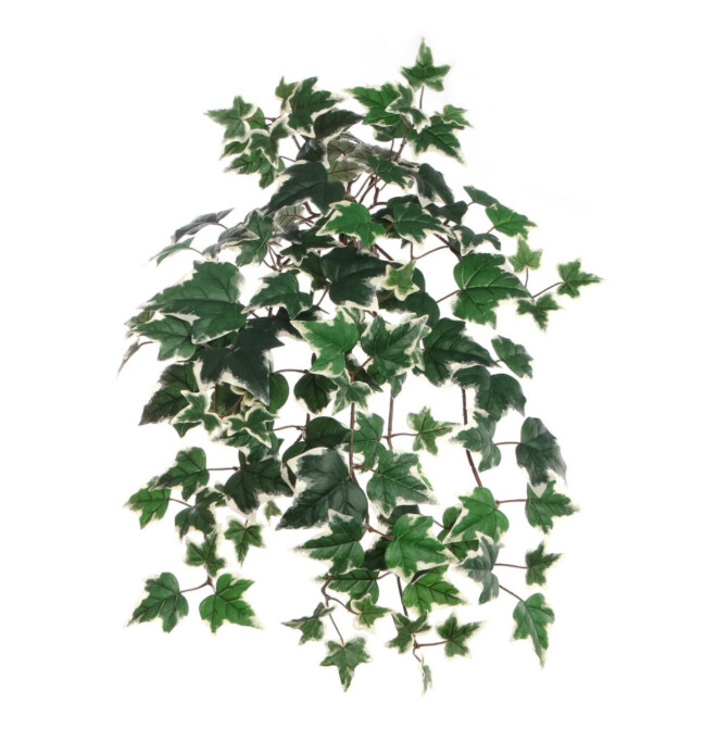 23&quot; Variegated English Ivy Bush w/117 Leaves Green