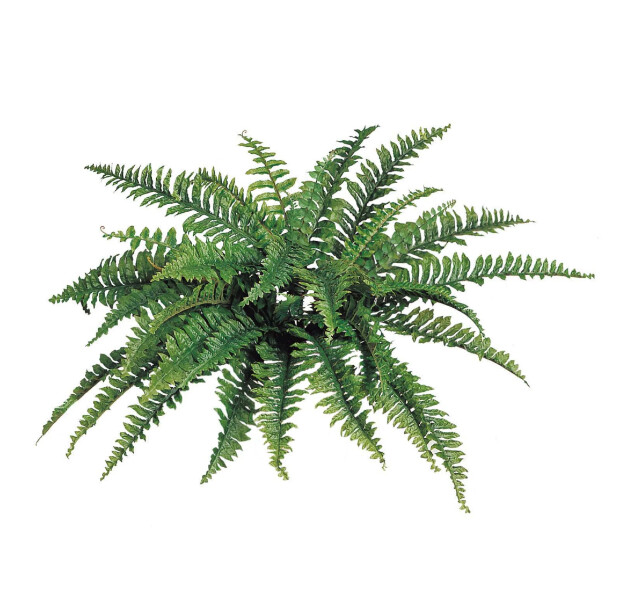 24&quot; Boston Fern w/42 Fronds Green - 34&quot; Wide