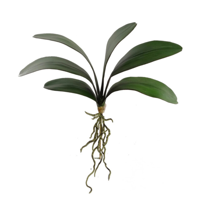 21&quot; Phalaenopsis Leaf Cluster x6 Green