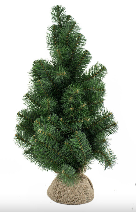 24" Douglas Fir Tree in Burlap