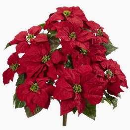 Poinsettias