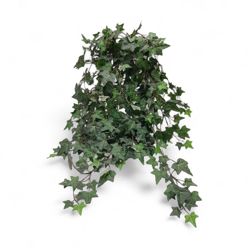 33&quot; English Ivy Bush Green w/530 Leaves