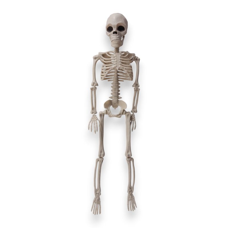 14&quot; Jointed Skeleton Posable