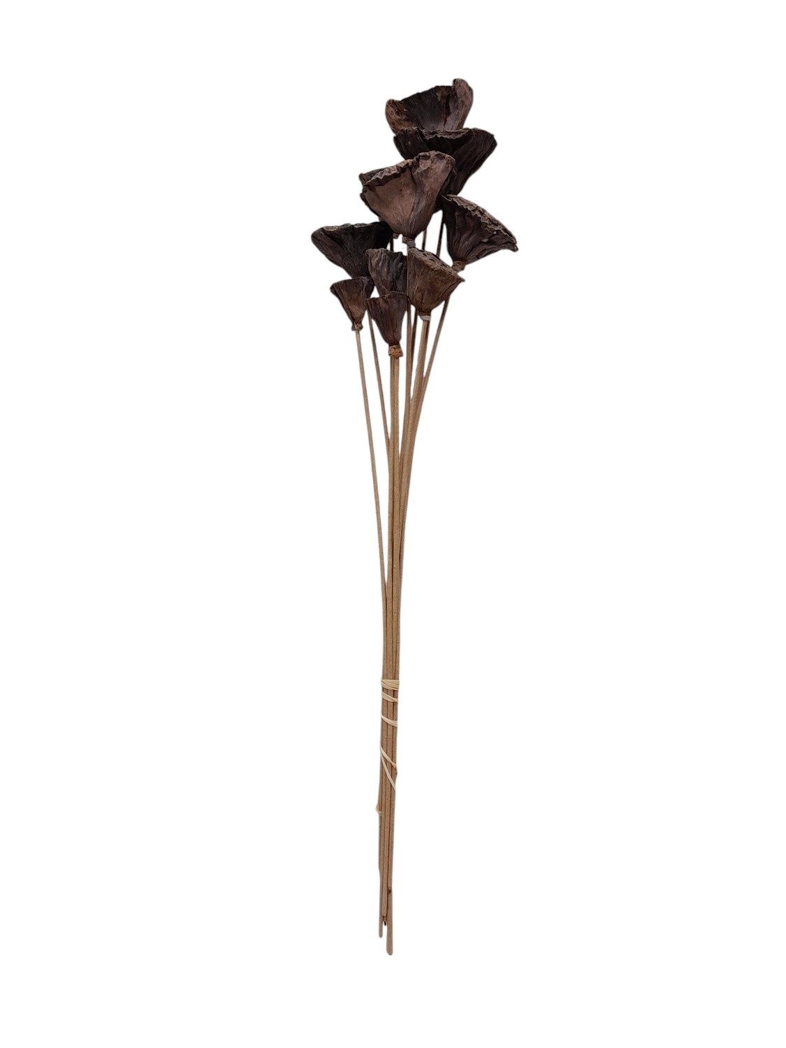 17" Mini Lotus Pod Bundle x10 w/1"-2" Pods Natural
