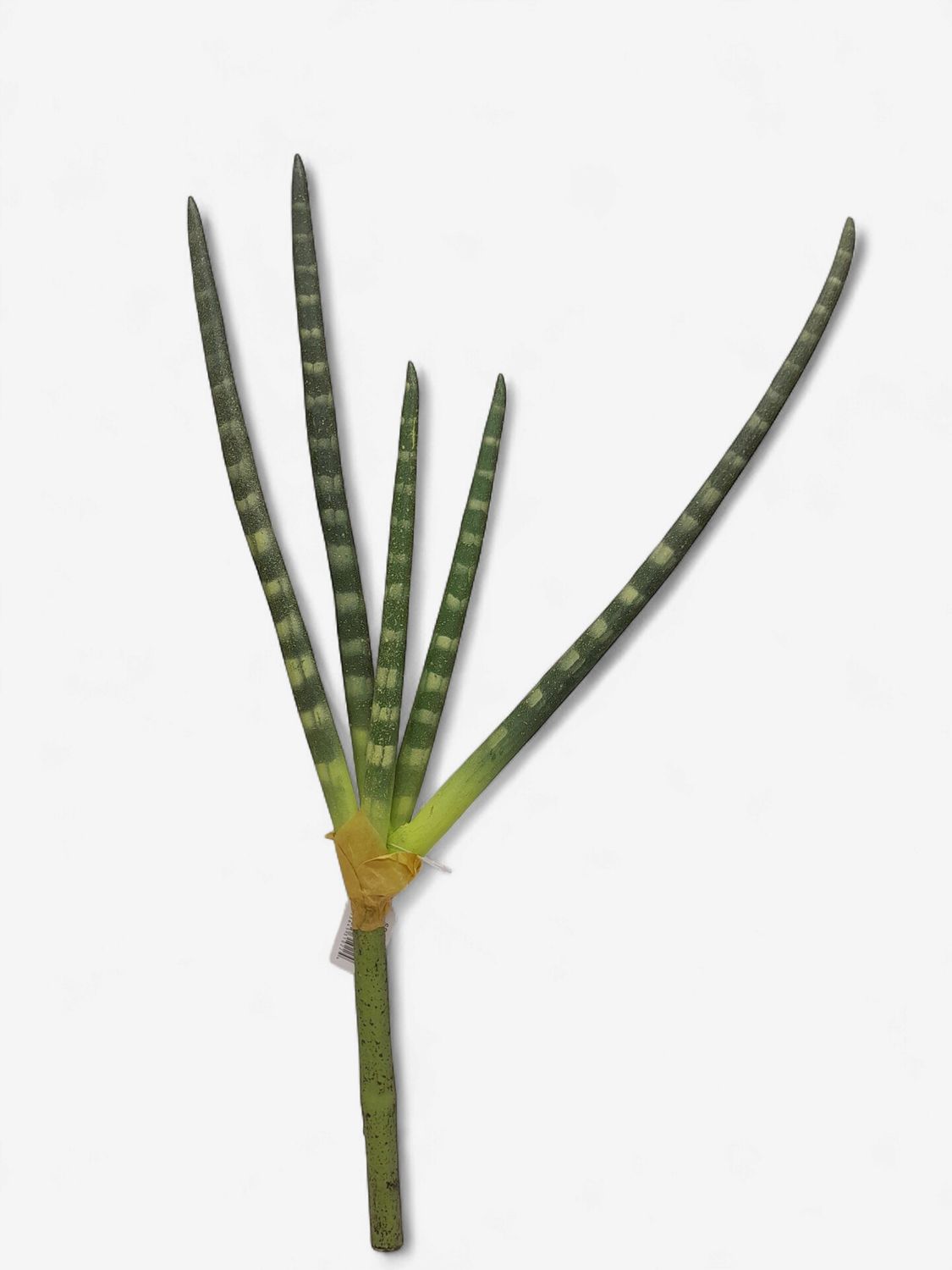 21.5" African Spear Plant Green