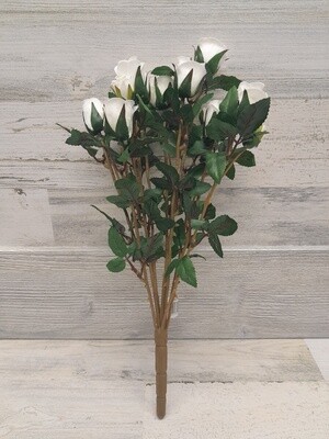 16&quot; Mini Rose Bush x11 Cream