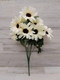 18&quot; Large Daisy Bush x12 Cream