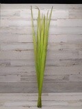 46&quot; Long Palm Bundle Basil Green