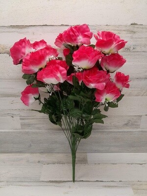 25&quot; Rose Bush x24 Beauty