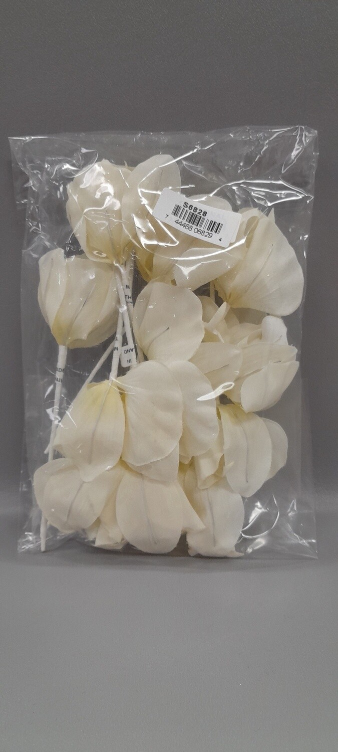 **12pc Phalaenopsis Pick Ivory**