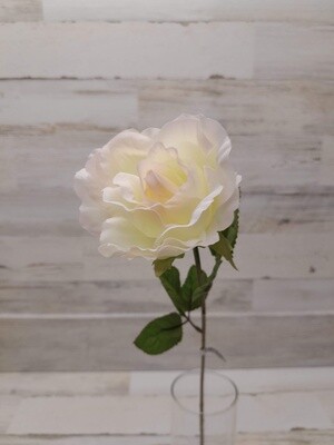 25&quot; Empress Rose Stem Blush/White