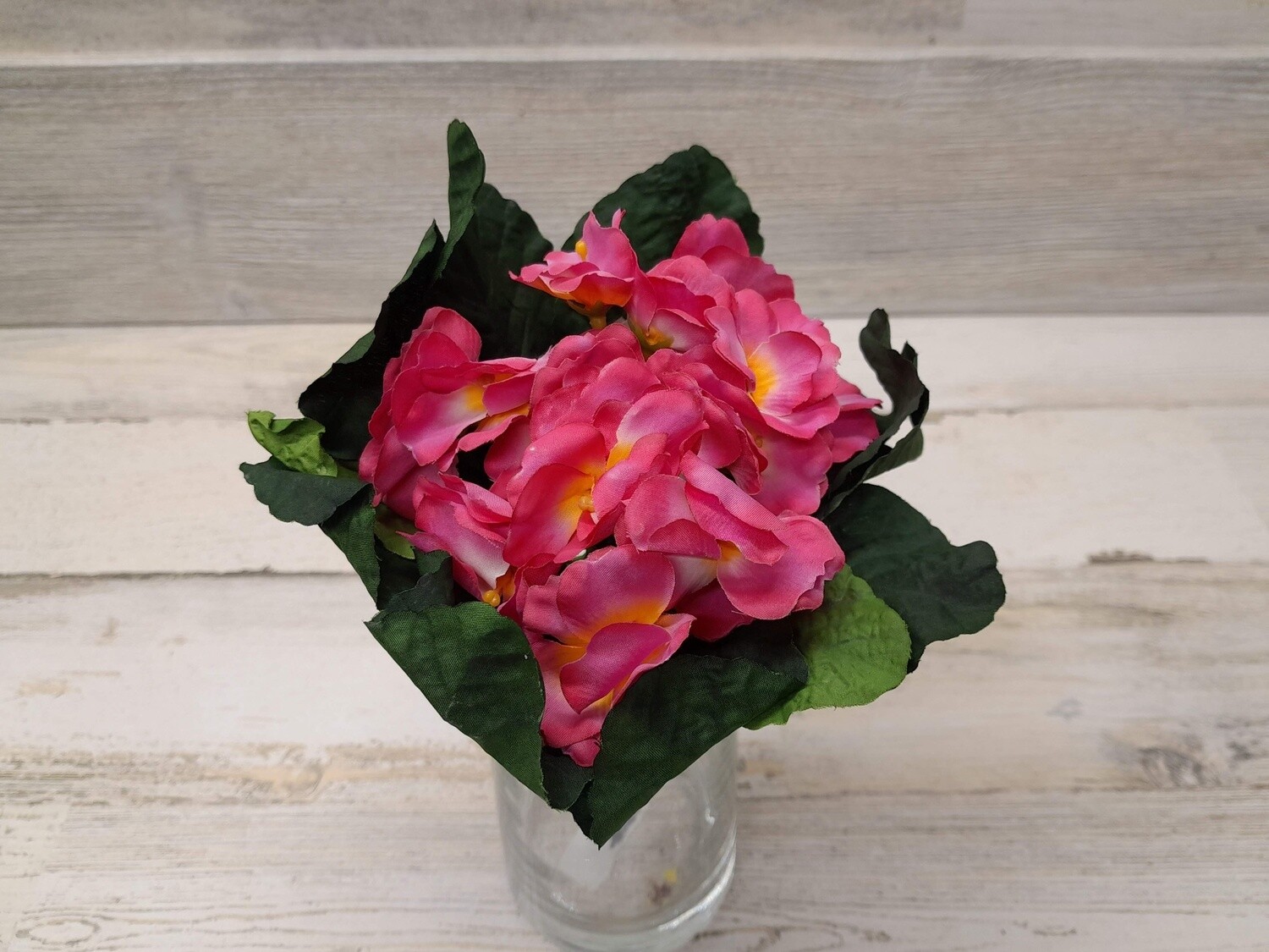 6&quot; Primula Bouquet Beauty