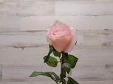 26&quot; Large Rosebud Stem Pink