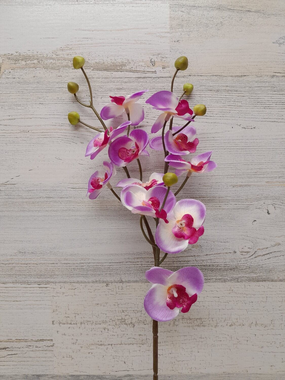 23&quot; Mini Phalaenopsis x3 Purple