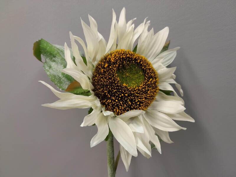 28&quot; Sunflower Stem Cream/White