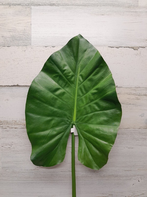 32&quot; Elephant Ear Leaf Spray Green