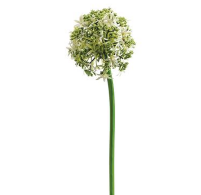 31&quot; Allium Stem w/3.5&quot; Head Cream