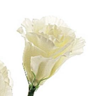 30&quot; Lisianthus Spray Cream/White