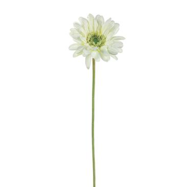 21.5&quot; Gerbera Daisy Stem w/5&quot; Head Cream