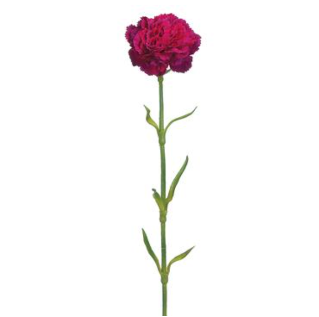 21.5&quot; Carnation Stem w/3&quot; Head Fuchsia