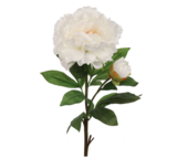 30&quot; Peony Spray w/Bud White