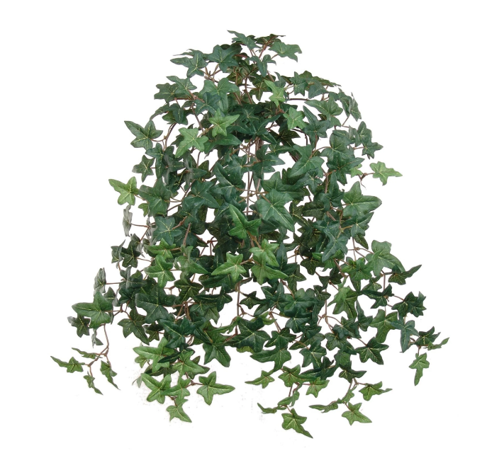 20&quot; Mini English Ivy Bush w/274 Leaves Green