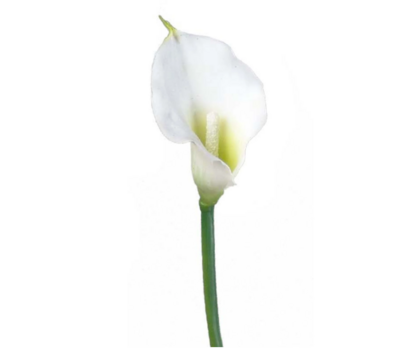 18&quot; Real Touch Calla Lily Stem w/3&quot; Head Cream