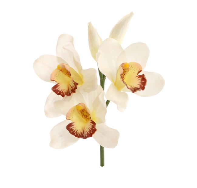 10&quot; Cymbidium Orchid Pick Cream