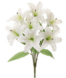 20&quot; Rubrum Lily Bush x7 w/6.5&quot;-7&quot; Heads White