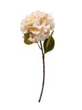 23&quot; Hydrangea w/8&quot; Head &amp; 3 Leaves Cream