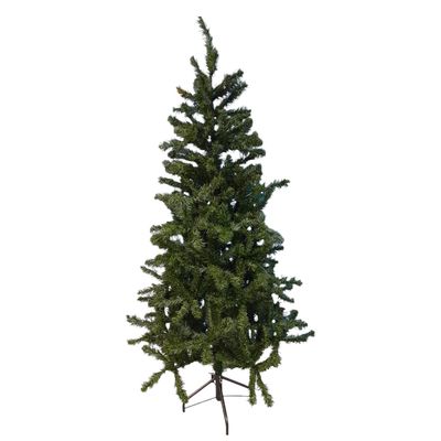 5.5&#39; Slim Canadian Pine Tree