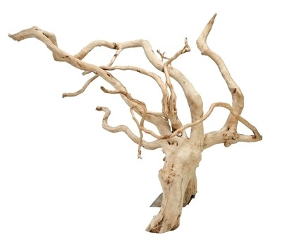 Spiderwood 31-40 cm per stuk