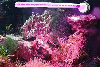 Tunze LED eco chic refugium