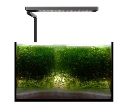 Solo Refugium (wierenlamp) 20W