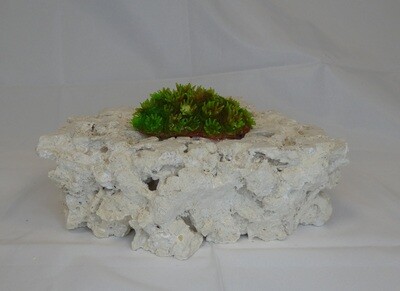 Kunstkoraal SH002-GROEN