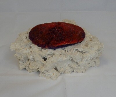 Kunstkoraal SH006-ROOD
