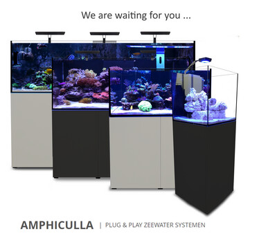 Amphiculla (PLUG &amp; PLAY)