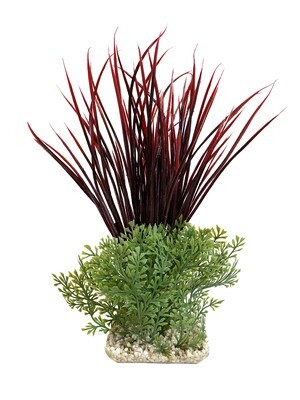 AL Acorus Giant ROOD 30x8x24 cm