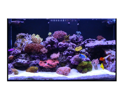 Zeewater aquaria