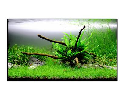 Aquaria