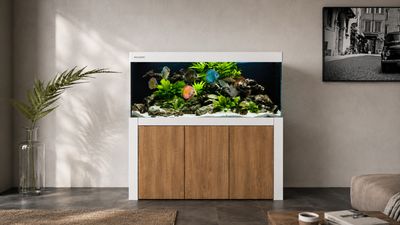 Aqualife FELIX 180x60x70/150 cm (aquarium + meubel)