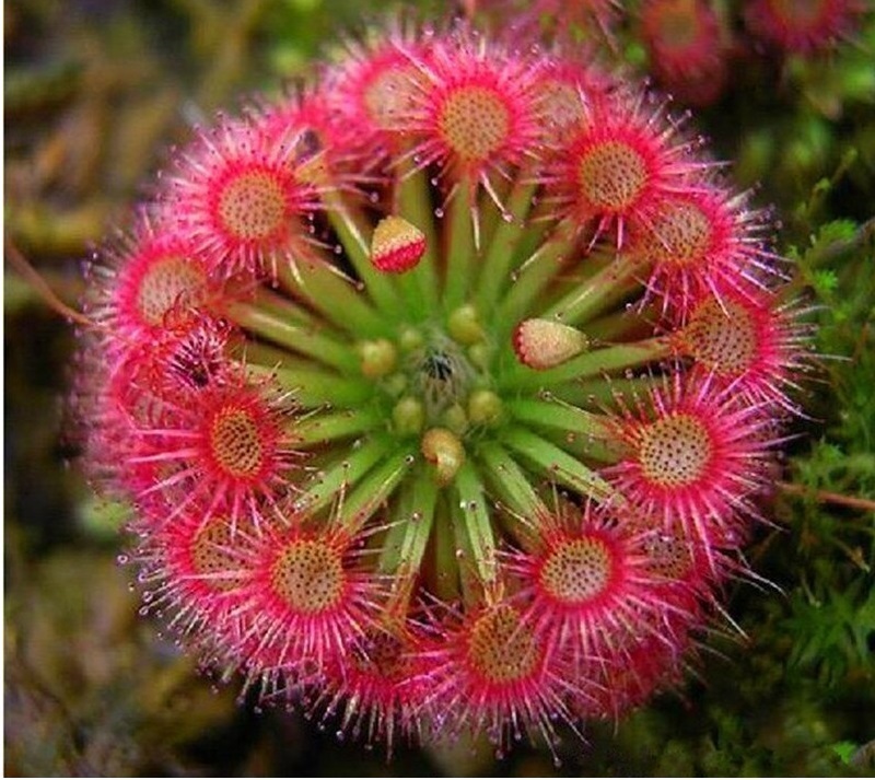 Drosera Sp.