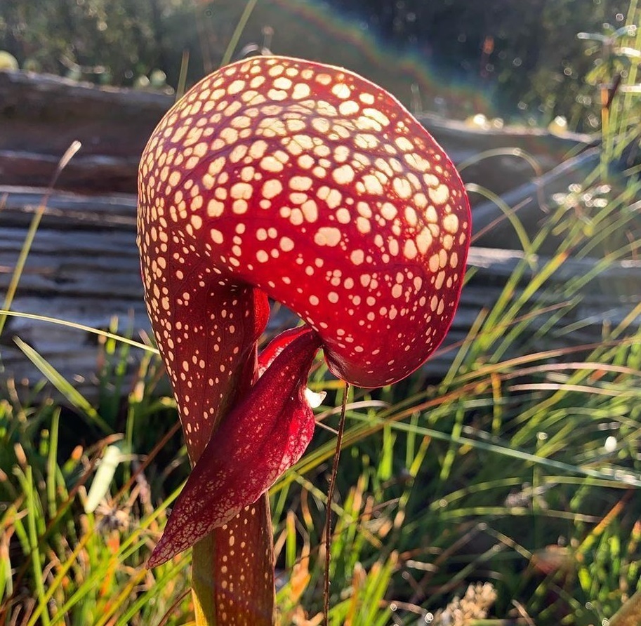 Darlingtonia californica