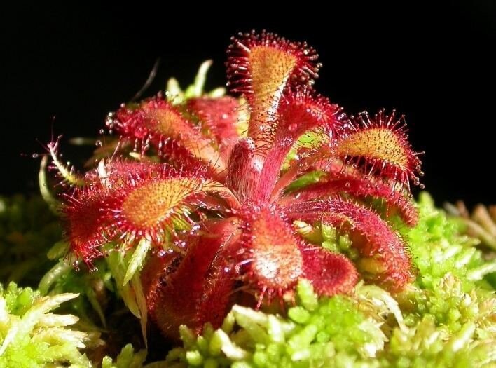 This is Drosera venusta. The common name for this is Elegant Sundew. Whimsy and Wonder Seeds sells the freshest of rare plant seeds. Other Common names for this rare insectivorous plant are: Elegant Sundew: Drosera capensis (also known as Cape Sundew or Dewplant). Check this Elegant Sundew (Drosera venusta) out along with all of our other carnivorous plant seeds here at Whimsy and Wonder Seeds. We ship these carnivorous plants seeds from Canada to anywhere in the World.