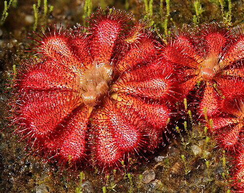 This is Drosera spatulata &#39;Giant&#39;. The common name for this is Giant Spatulata Sundew. Whimsy and Wonder Seeds sells the freshest of rare plant seeds. Other Common names for this rare insectivorous plant are: Drosera spatulata &#39;Giant&#39;: Giant Spatulata Sundew, Spatulata Sundew, Spoonleaf Sundew, Lanceleaf Sundew, Dewy Pine, Drosera. Check this Giant Spatulata Sundew  (Drosera spatulata &#39;Giant&#39;) out along with all of our other carnivorous plant seeds here at Whimsy and Wonder Seeds. We ship these carnivorous plants seeds from Canada to anywhere in the World.