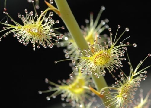 This is Drosera gigantea. The common name for this is Giant Sundew. Whimsy and Wonder Seeds sells the freshest of rare plant seeds. Other Common names for this rare insectivorous plant are: Drosera gigantea: Giant Sundew, Sundew, Venus Flytrap, Carnivorous Plant, Insectivorous Plant. Check this Giant Sundew (Drosera gigantea) out along with all of our other carnivorous plant seeds here at Whimsy and Wonder Seeds. We ship these carnivorous plants seeds from Canada to anywhere in the World.