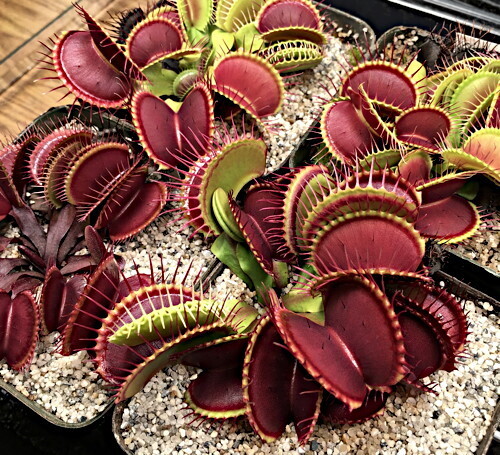 Dionaea muscipula 'B52"